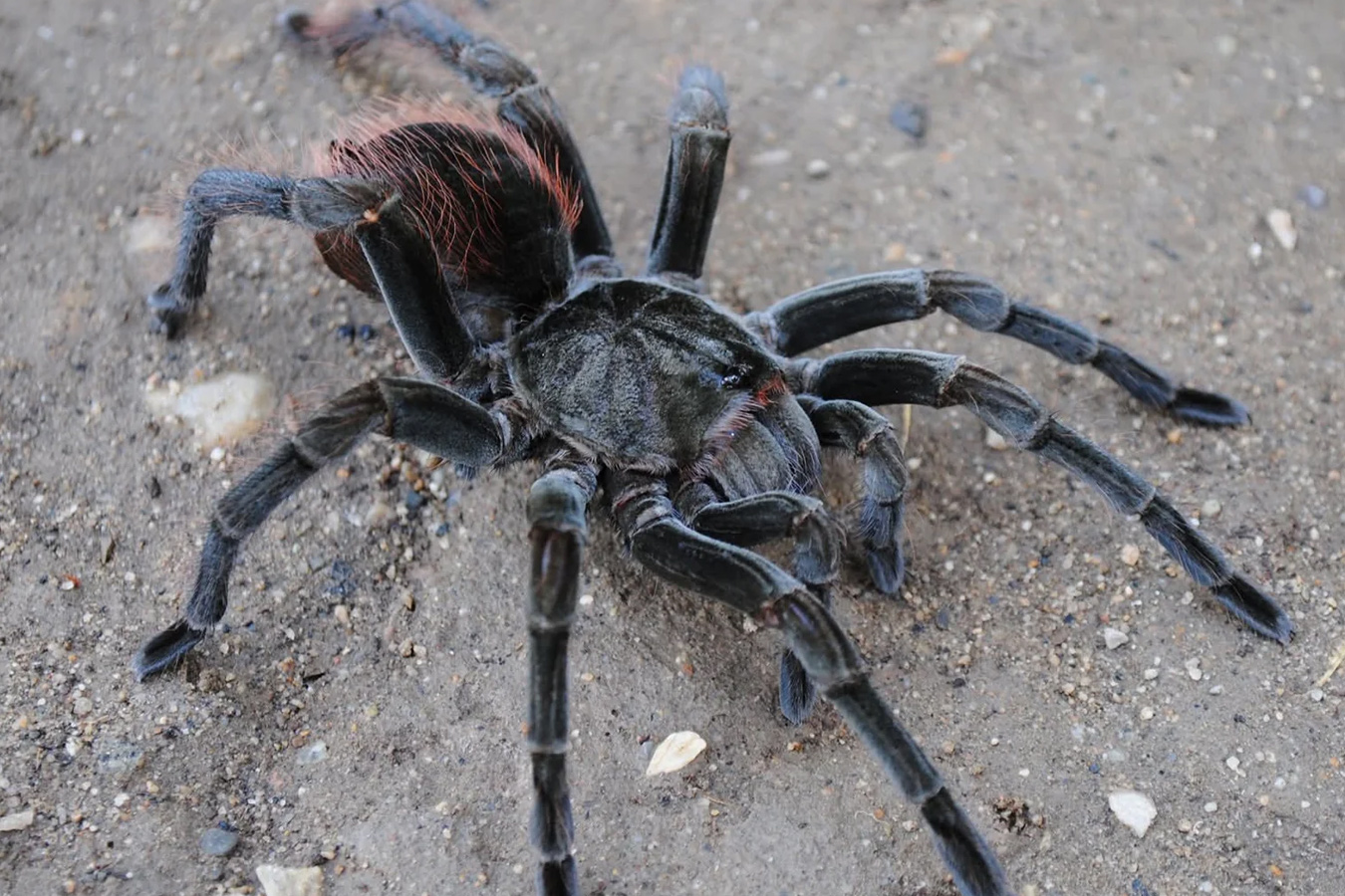Megaphobema velvetosoma 10cm Female ♀