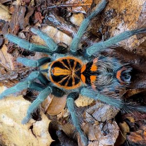 Hapalopus planetearth 1cm