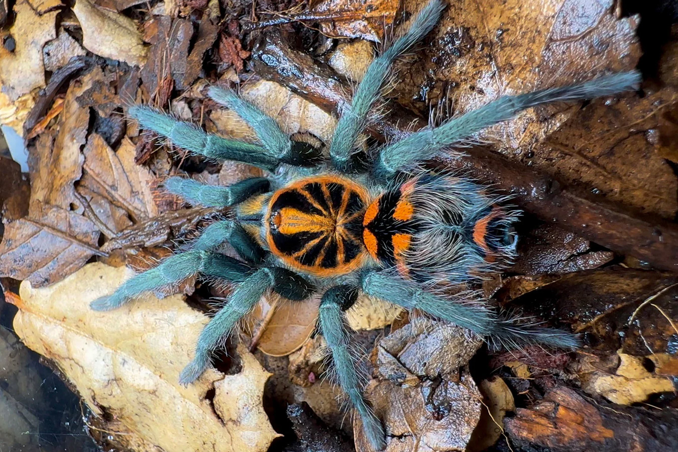 Hapalopus planetearth 1cm