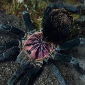 Xenesthis sp. "Light" 3-4cm