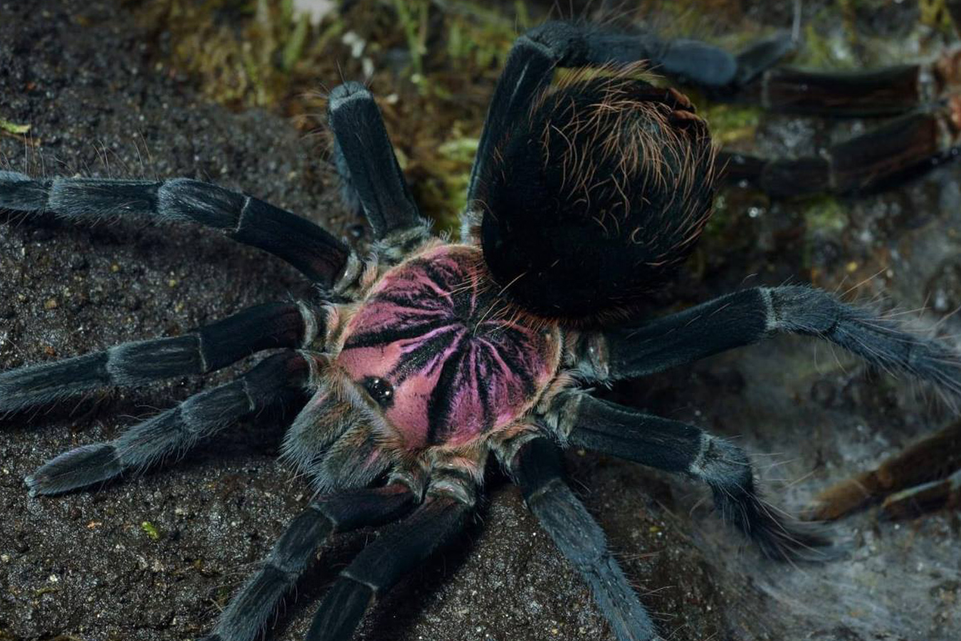 Xenesthis sp. “Light” 3-4cm