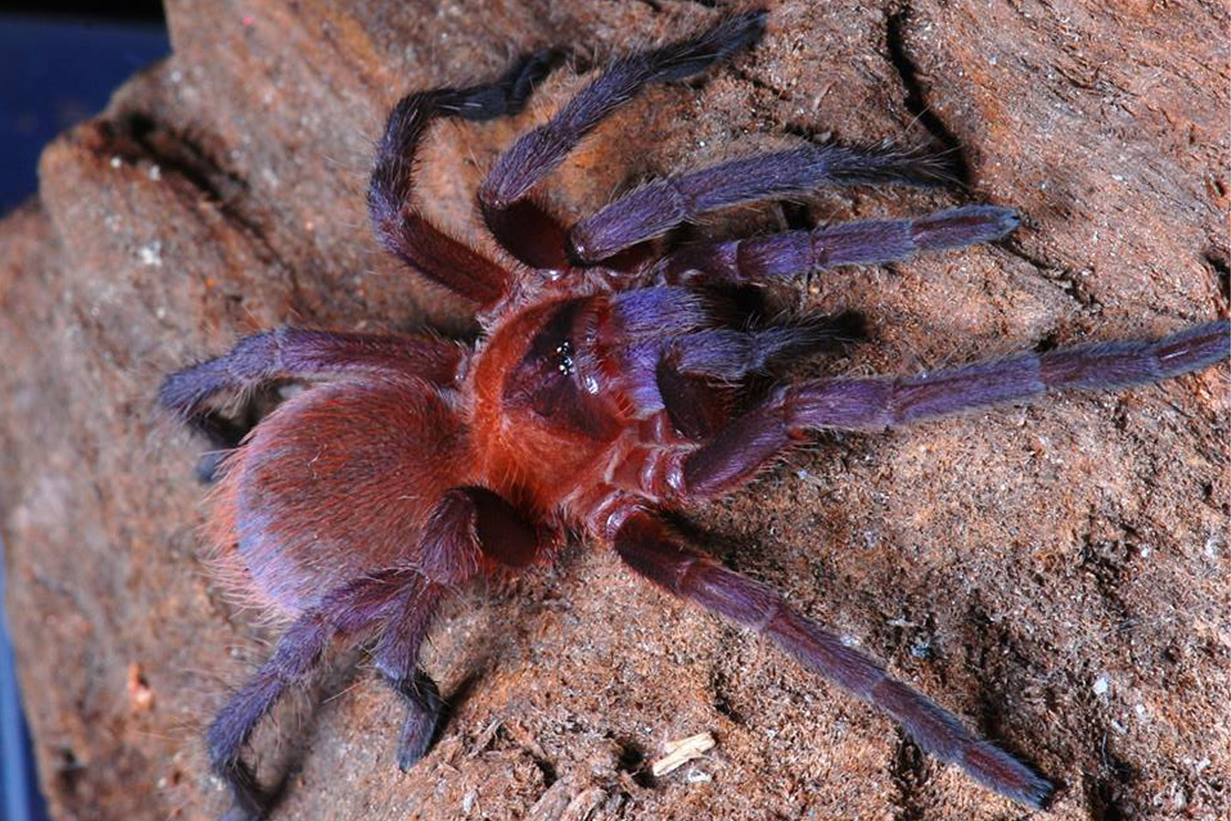 Citharacanthus cyaneus 6-7cm Female♀