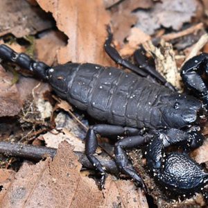 Cheloctonus intermedia 2-3cm