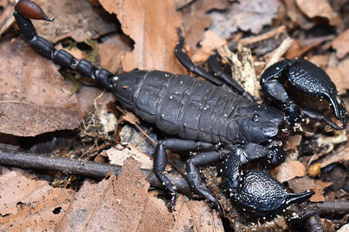 Cheloctonus intermedia 2-3cm