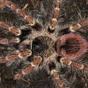 Thrixopelma sp. "Iquitos" 2cm