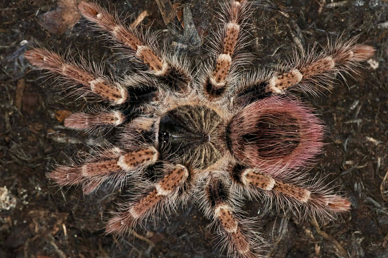 Thrixopelma sp. “Iquitos” 2cm