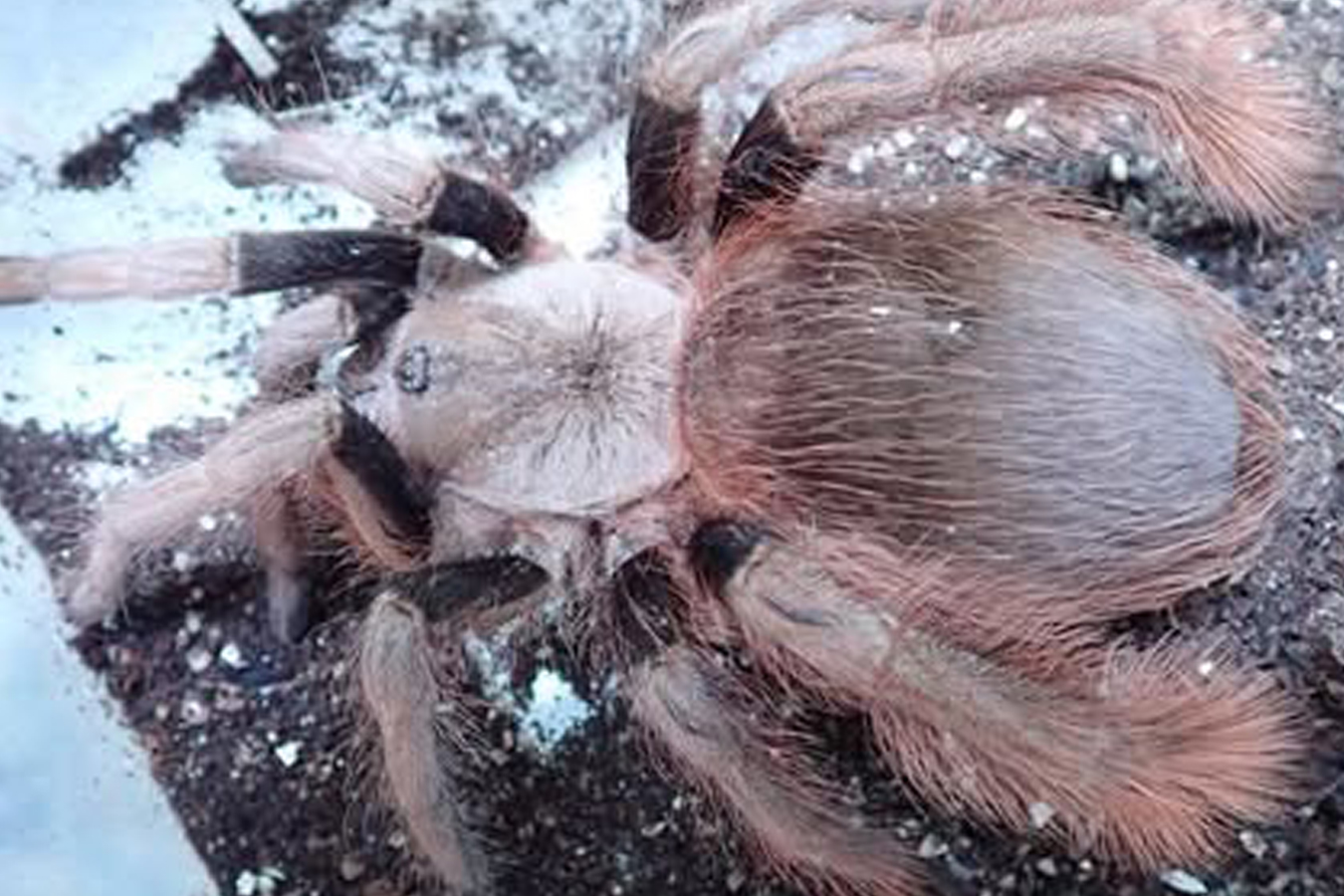 Eupalaestrus anomalus 6cm