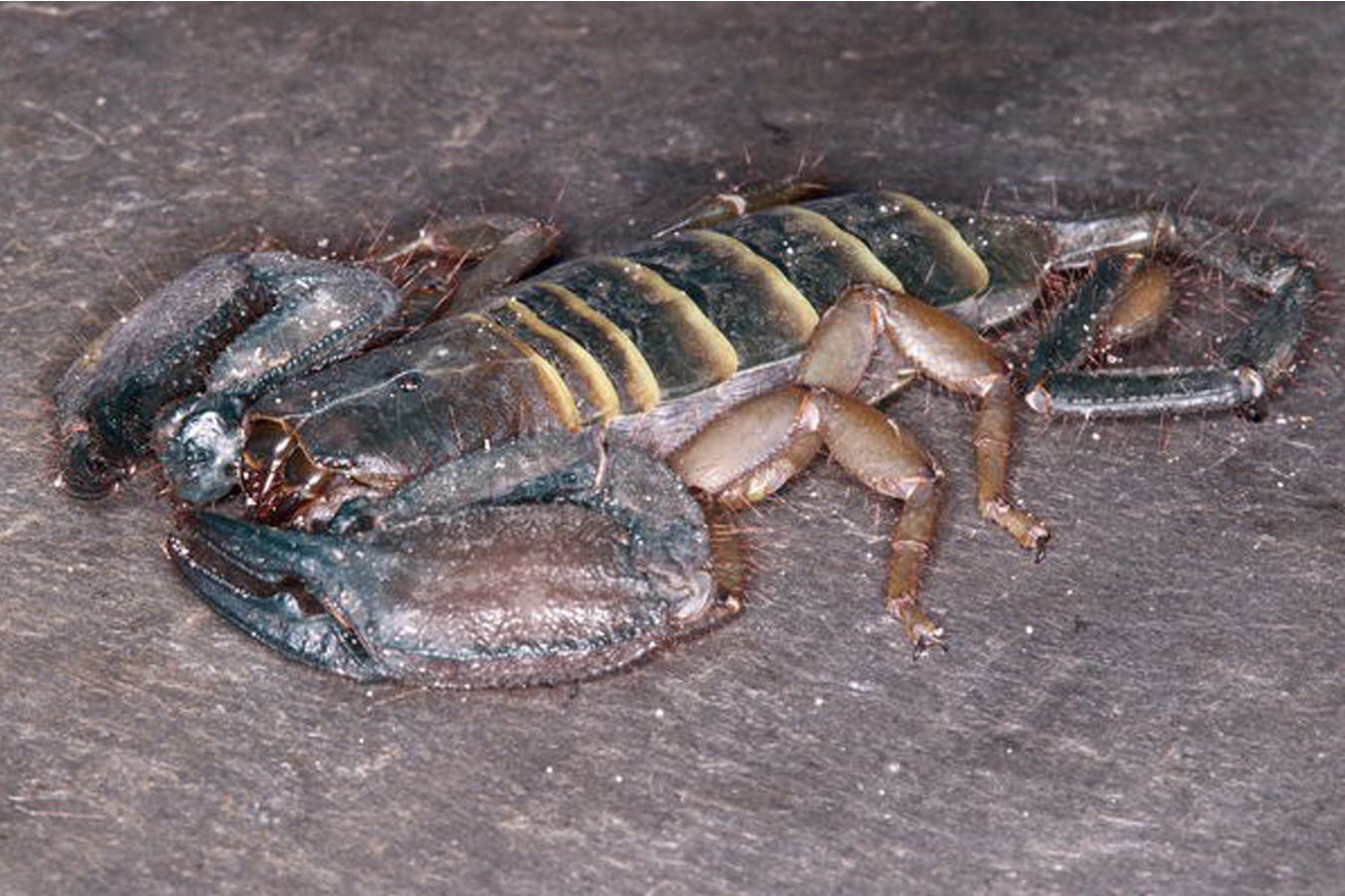 Hadogenes paucidens 3cm
