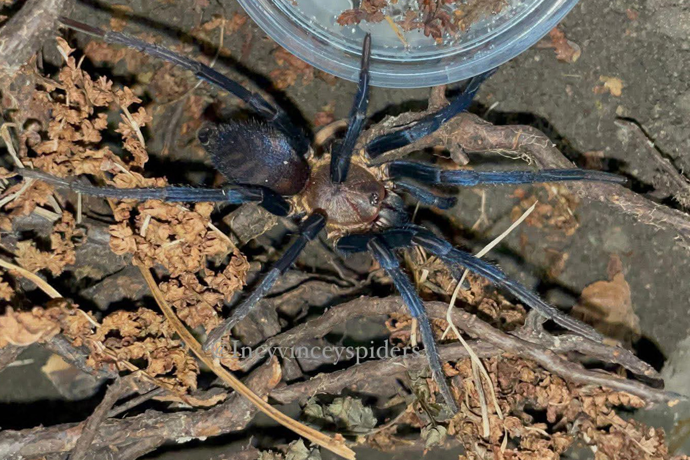 Linothele fallax 3cm