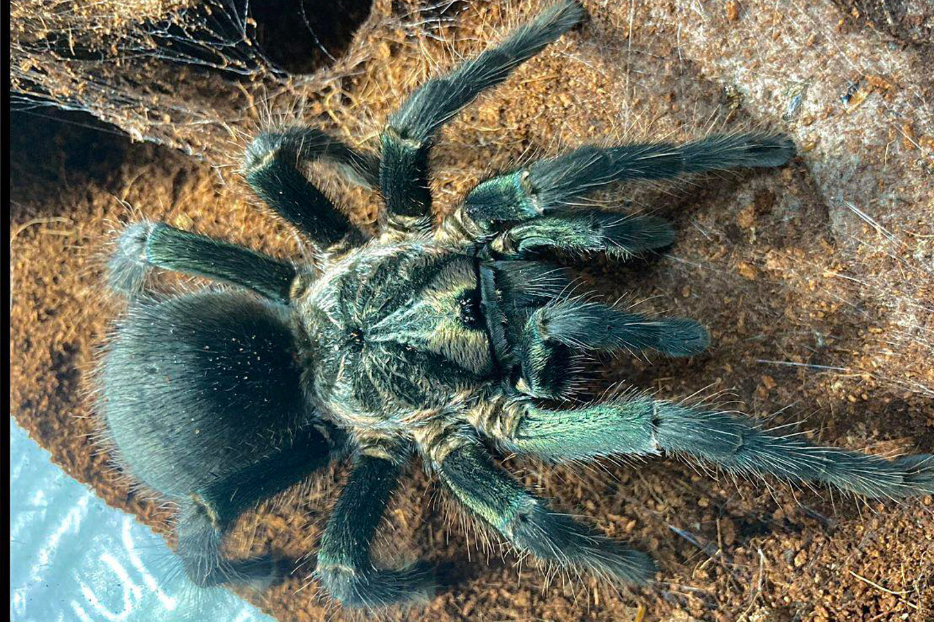 Phormictopus sp. “Green/Gold” 10cm Female + 8cm Male PAIR♀♂