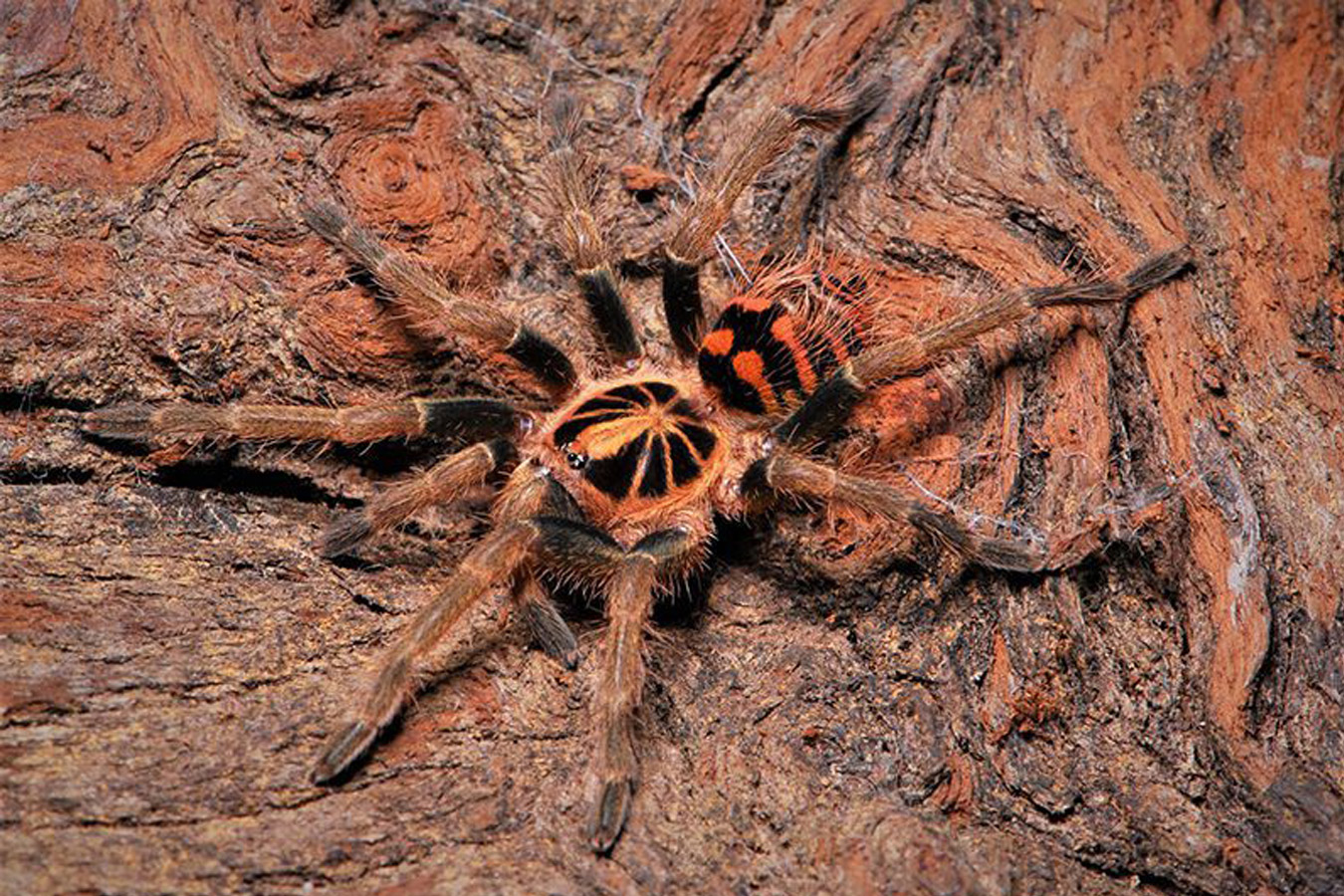 Theraphosidae sp. “Colombia” 1-2cm