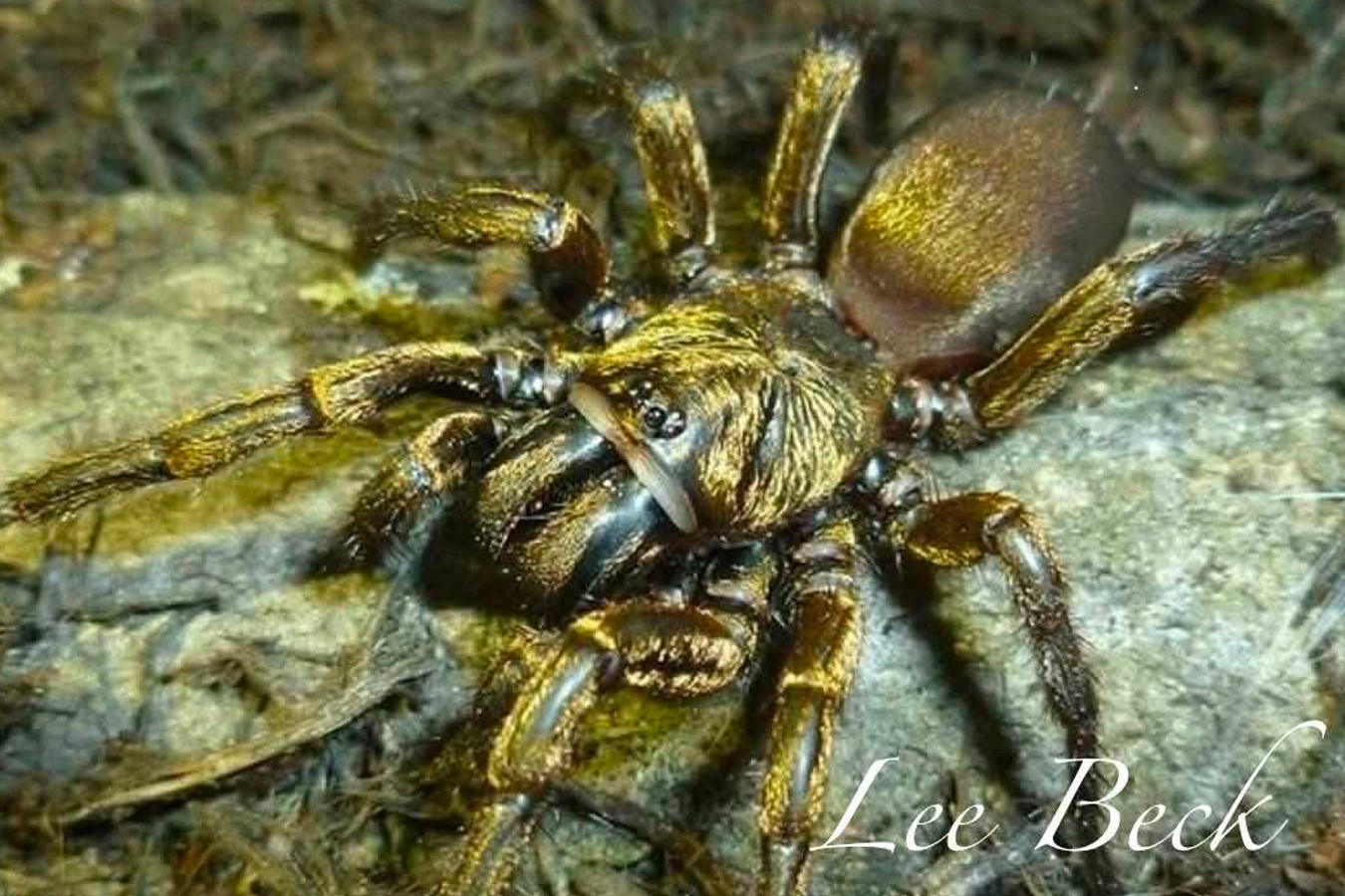 Fufius lanicius 2cm