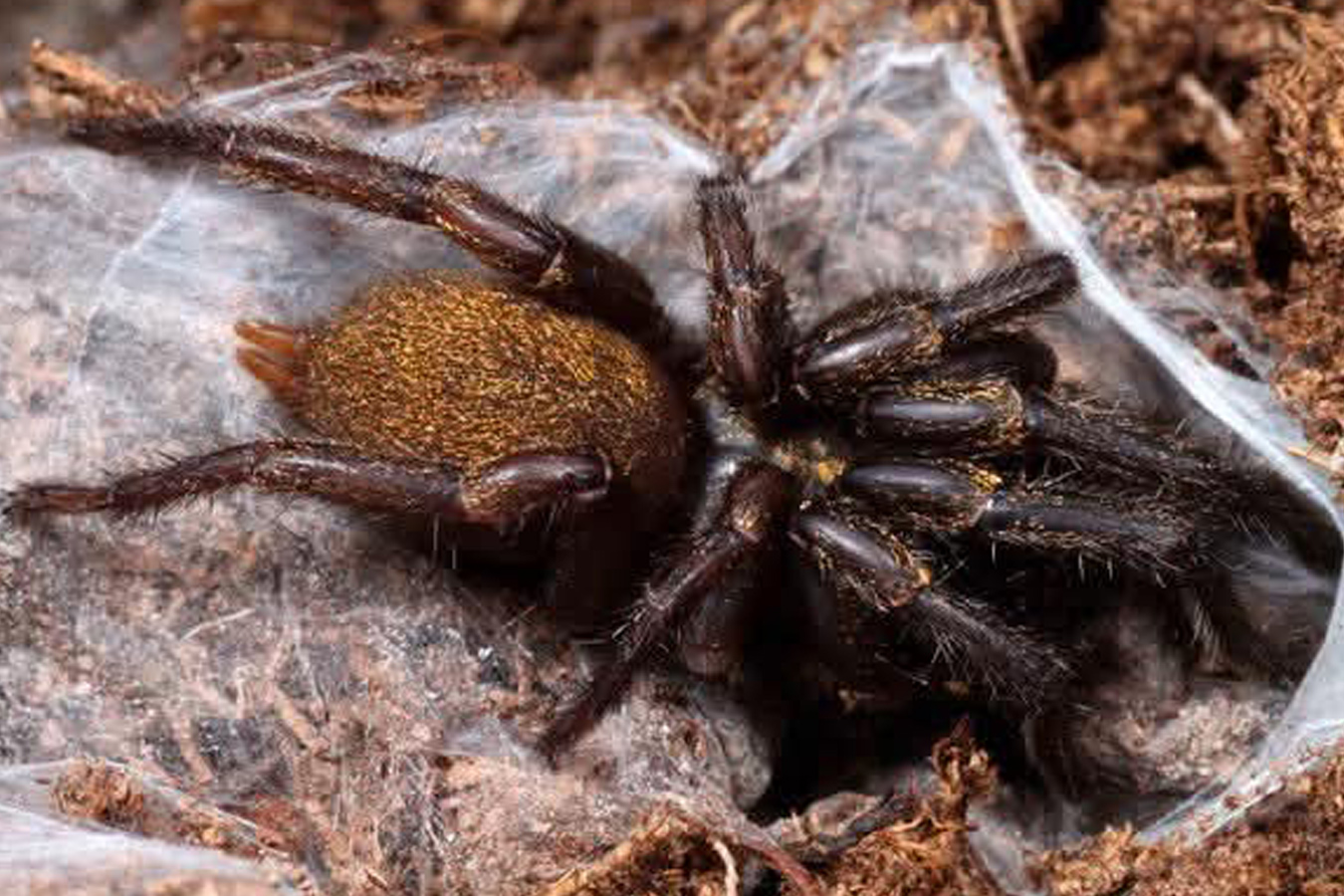 Fufius lanicius 2cm