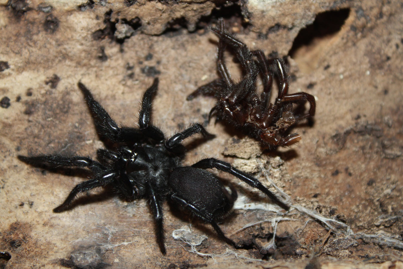Macrothele sp. “Thailand” 5cm Sub Adults
