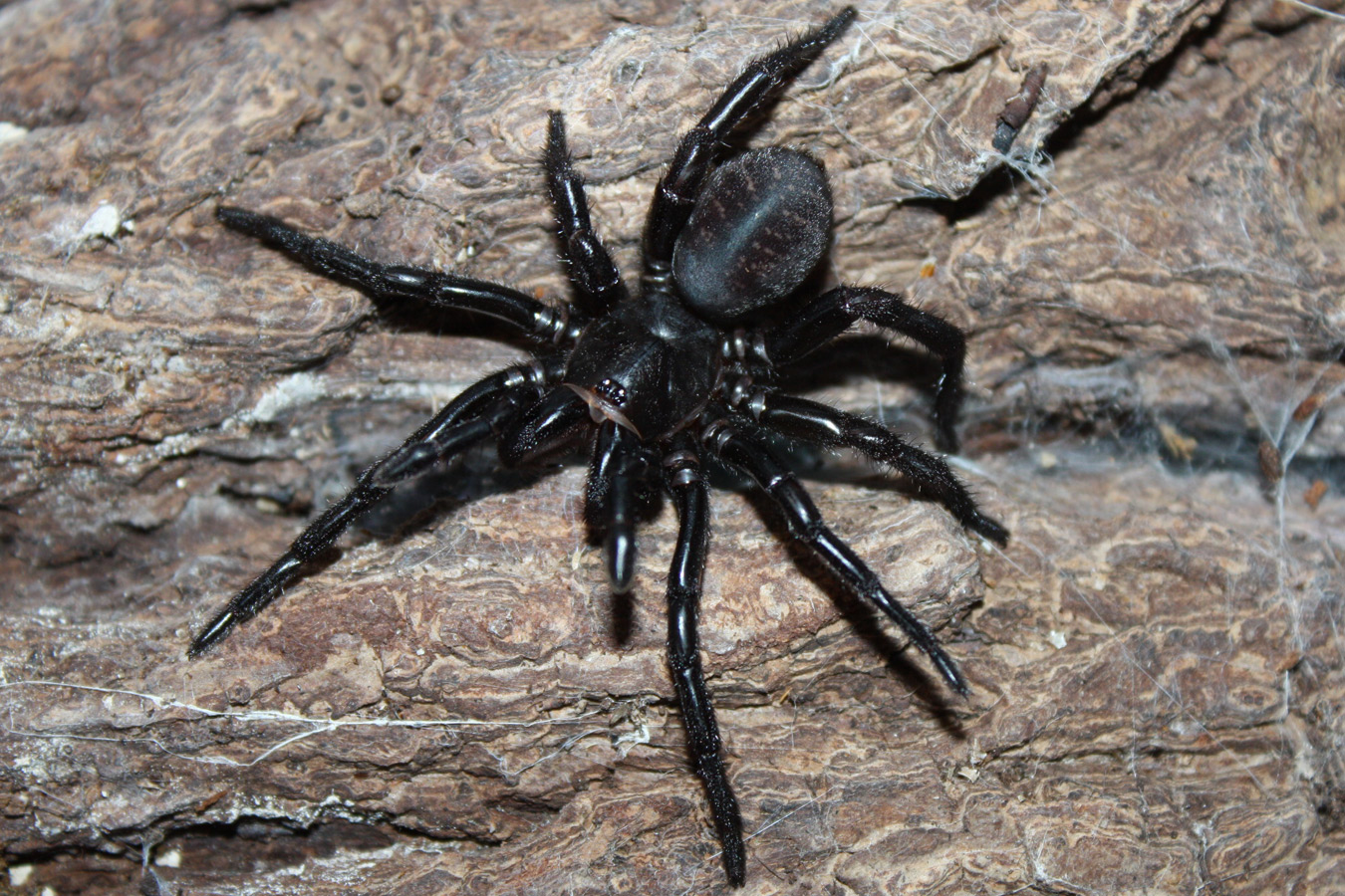 Atmetochilus songsangchotei 5-6cm WC Sub Adults