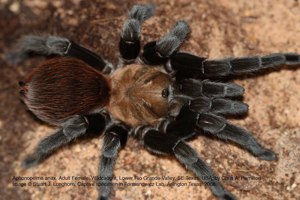 Aphonopelma anax 1-2cm