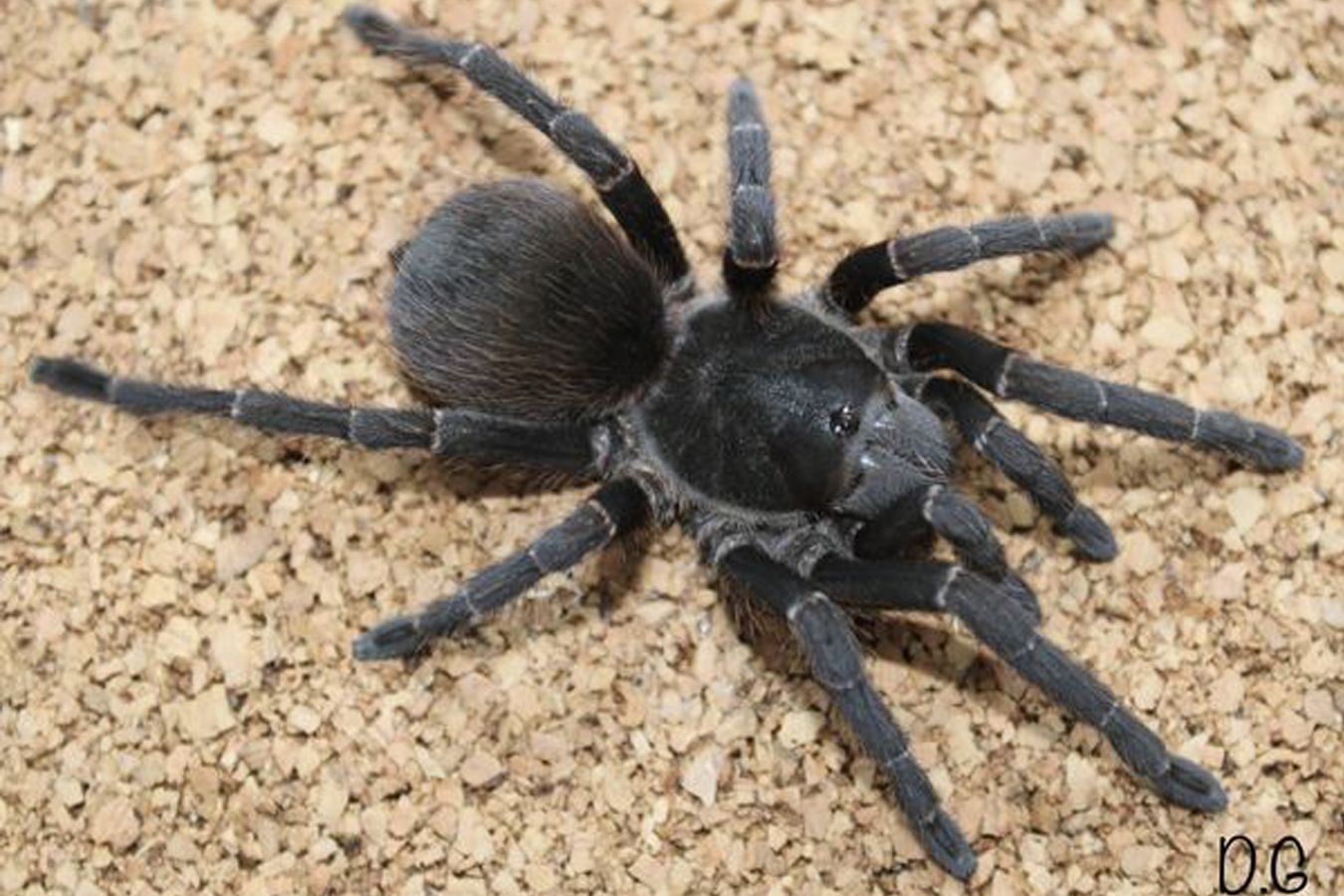 Acanthoscurria cf. gomesiana 7-8cm Female♀