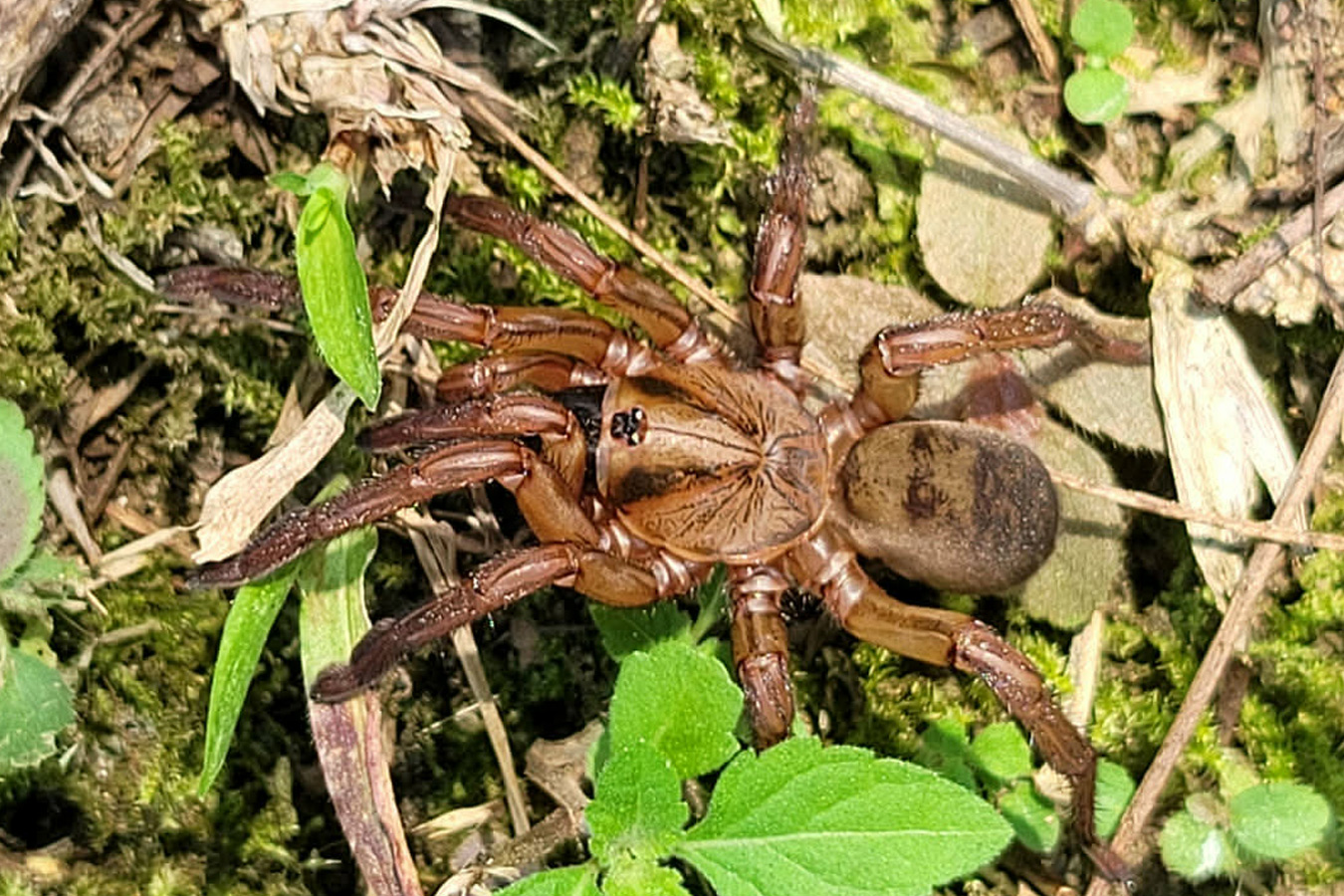 Barychelidae sp. “Yellow” 0.5-1cm
