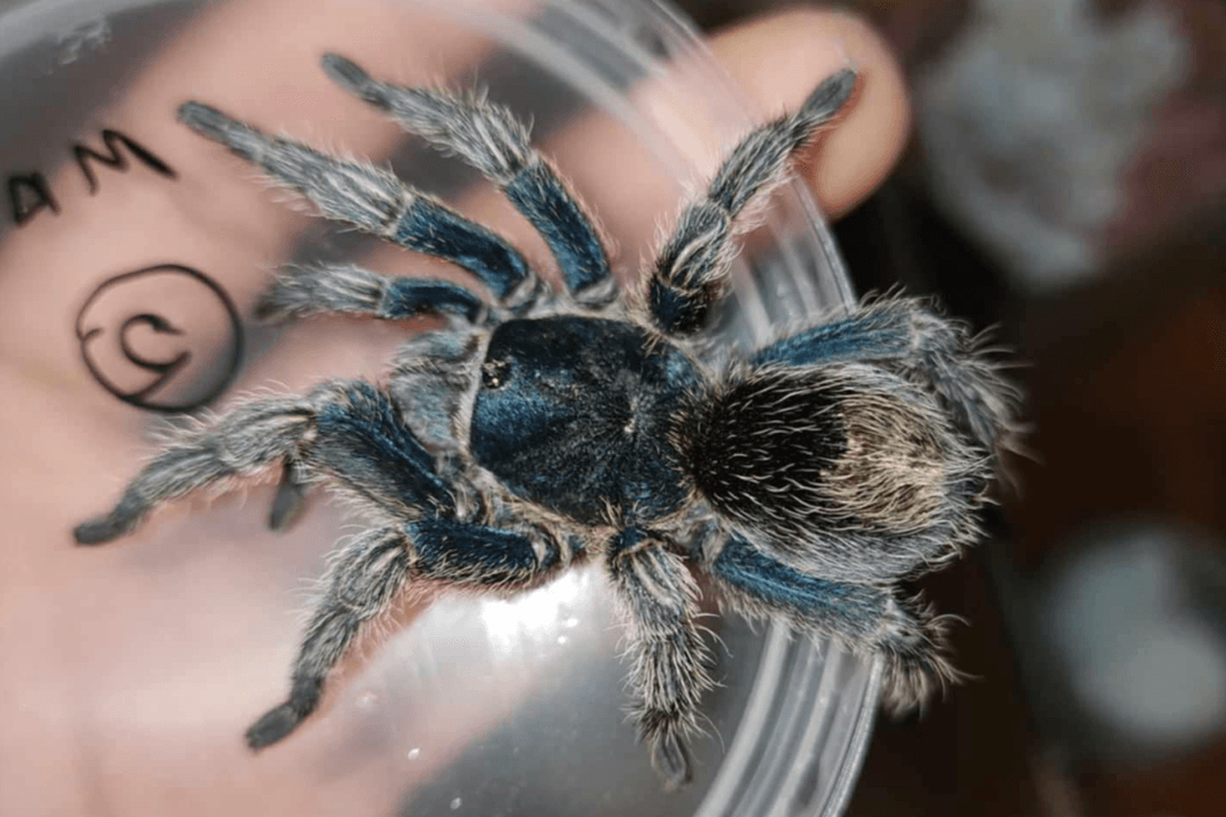 Ewok cyaneolus (Blue) 3cm