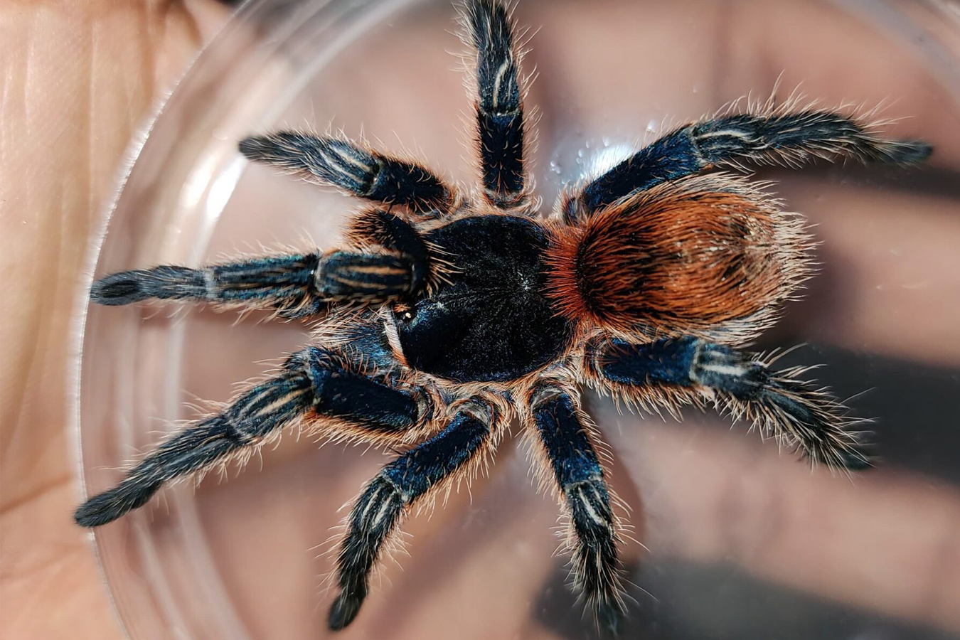 Ewok cyaneolus (Red) 3cm