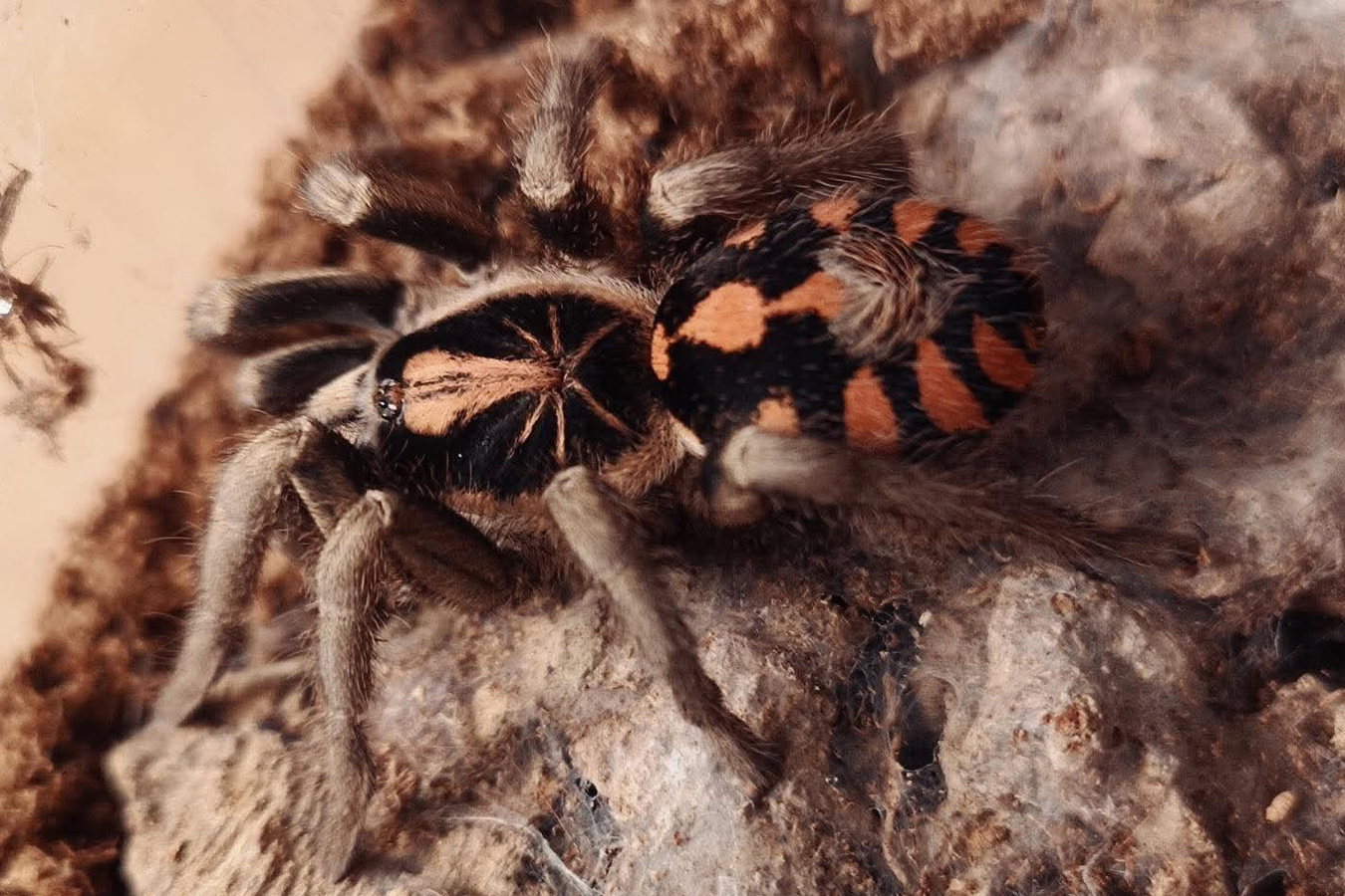 Hapalopus sp. “Bolivar” 2cm