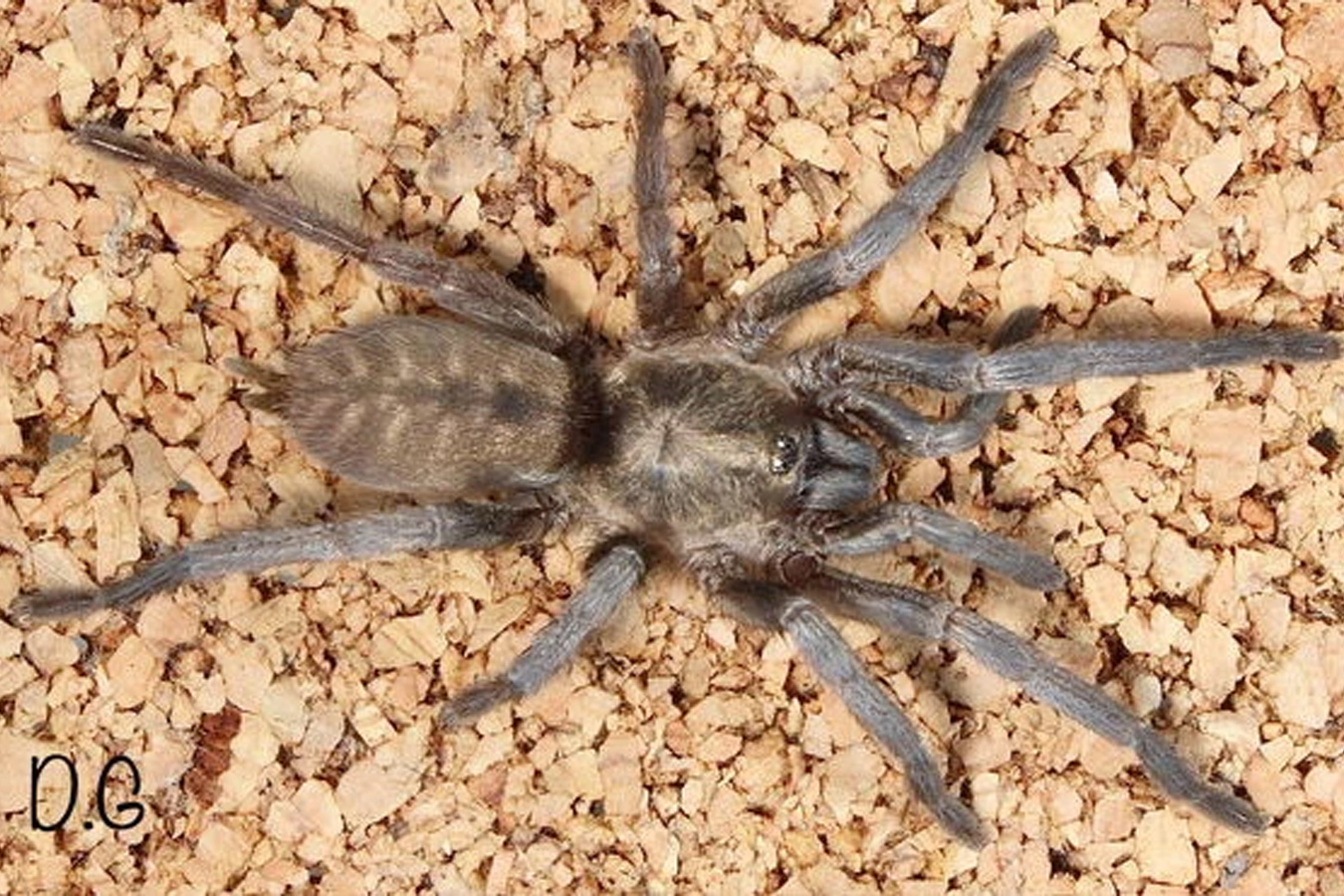 Ischnocolus vanandelae 2cm