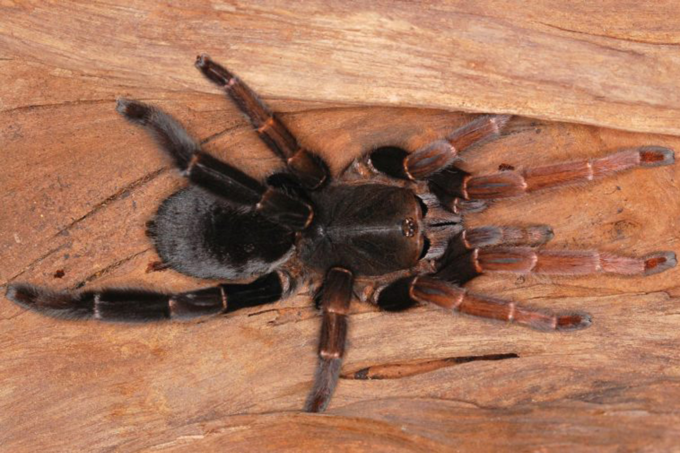 Lyrognathus giannisposatoi 8cm Female♀