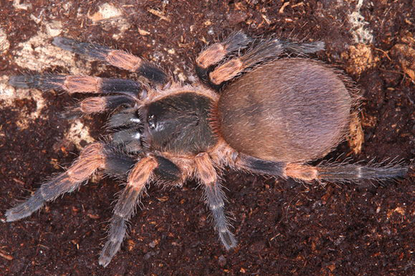 Neischnocolus panamanus (ex. sp. Chica) 0.5cm x10