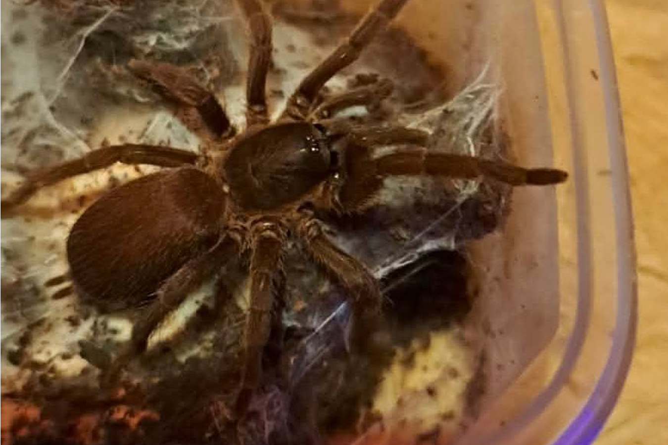 Phlogiellus sp. “Con Dao” 1cm