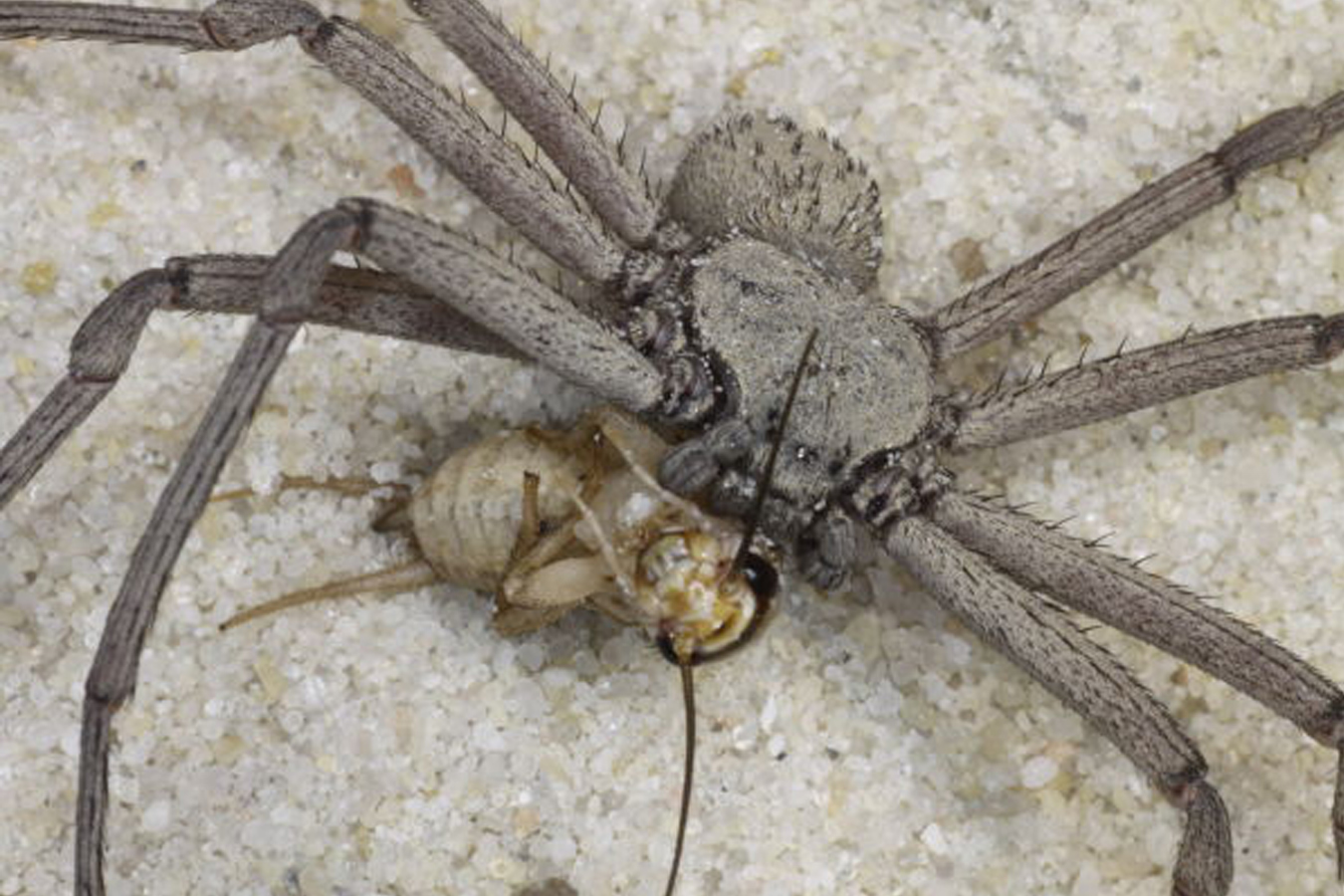 Sicarius thomisoides 1cm x5